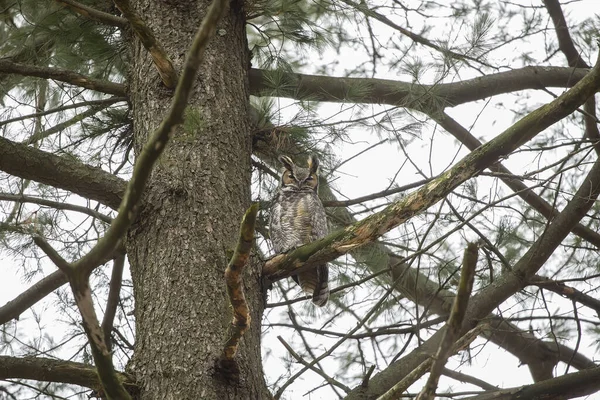 Grand Duc Frelon Mâle Près Nid Dans Parc État Wisconsin — Photo