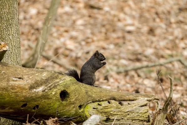 Das Schwarze Eichhörnchen Wisconsin State Park Seltene Mutation Sowohl Des — Stockfoto