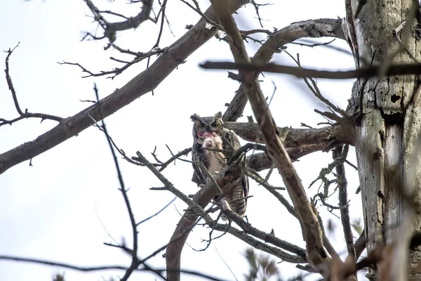 グレート ホーネット フクロウ 州立公園の巣の近くの男性ウィスコンシン州 — ストック写真