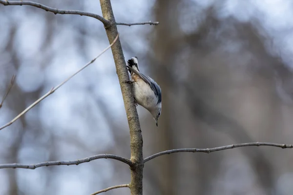 Vogel Kleiber Amerikanischer Vogel Auf Der Suche Nach Insekten Und — Stockfoto