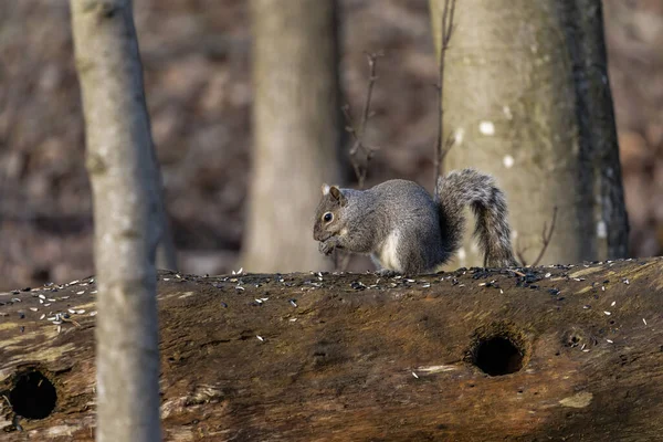 Wschodni Szary Wiewiórka Miejski Park — Zdjęcie stockowe