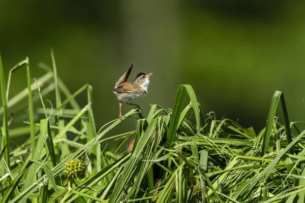 Marsh Wren Atrae Primavera Una Mujer Pájaro Por Canto Hermoso — Foto de Stock