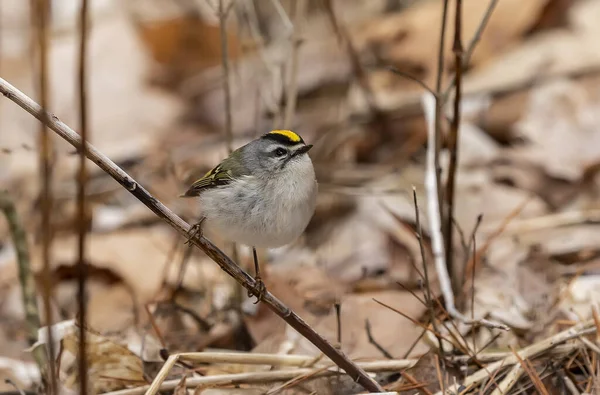 Altın Taçlı Kinglet Bahar Ormanında Altın Taçlı Krallık Çok Küçük — Stok fotoğraf