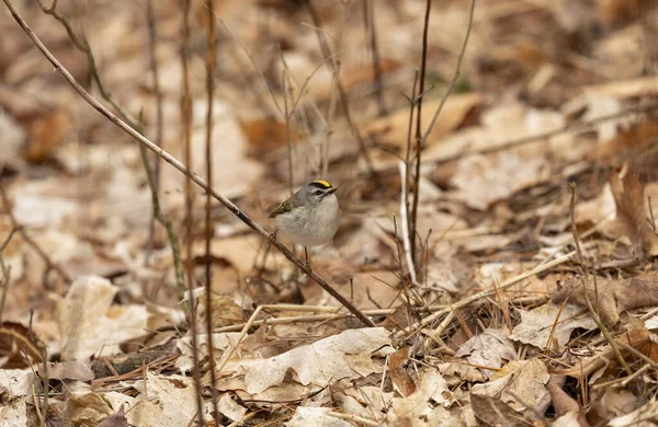 Altın Taçlı Kinglet Bahar Ormanında Altın Taçlı Krallık Çok Küçük — Stok fotoğraf