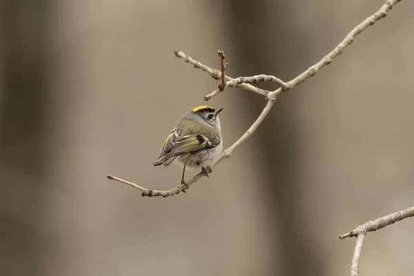 Golden Gekrönter Königsvogel Frühjahrswald Der Goldgekrönte Königsvogel Ist Ein Sehr — Stockfoto