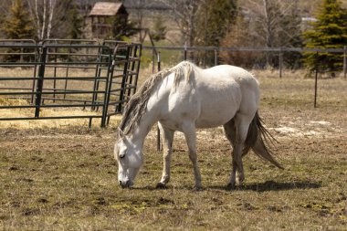 Beyaz at. Güzel kısrak Amerikan kırsalında çayırda
