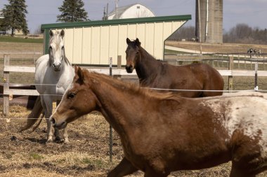 At mı? İki güzel kısrak genç bir aygırı izliyor.