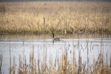Kanada kazı yuvada yüzer..