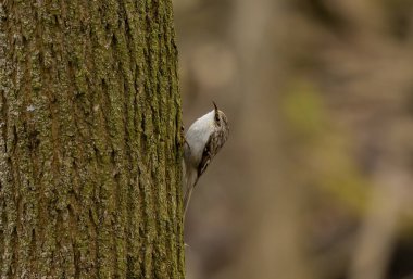 Kahverengi Sürüngen aynı zamanda Amerikan Ağaç Bekçisi olarak da bilinir..