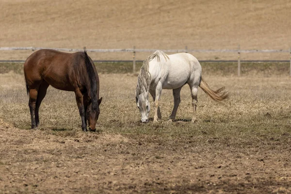 Cavalo Duas Belas Éguas Pasto Campo Americano — Fotografia de Stock