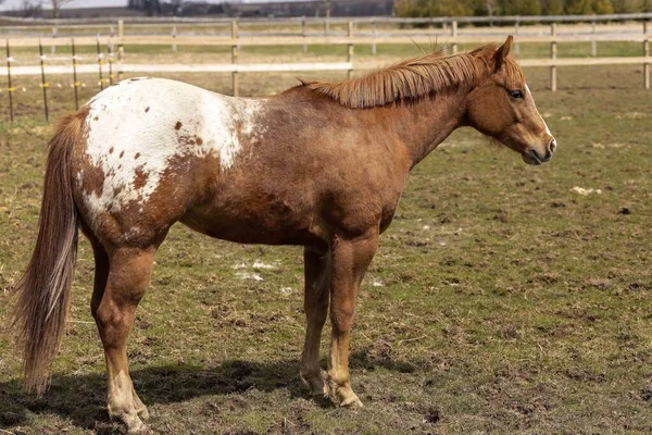 Eineinhalbjähriger Hengst Auf Der Koppel Auf Einem Bauernhof — Stockfoto