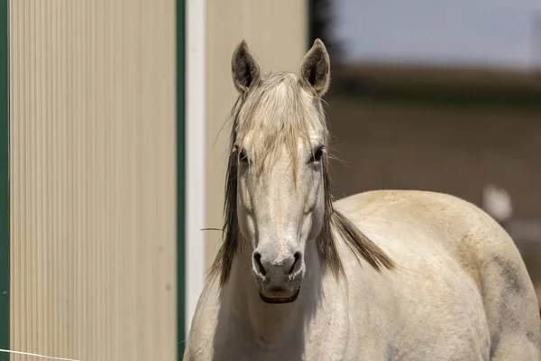 白い馬 アメリカの田舎の牧草地で美しい海 — ストック写真