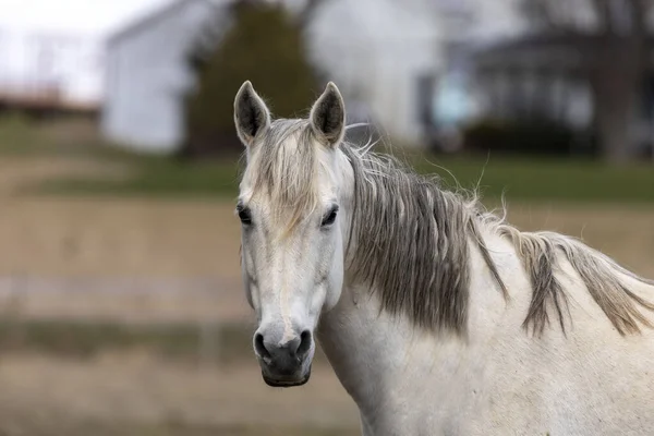 Cavalo Branco Linda Égua Pasto Campo Americano — Fotografia de Stock