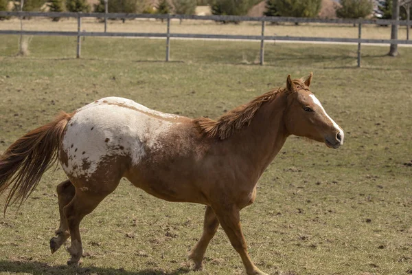 年轻的 一岁半的种马在农场的围场里 — 图库照片