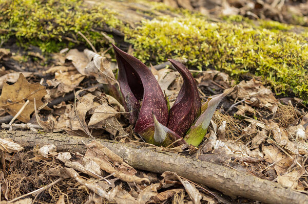 Skunk Cabbage. Wisconsins First Spring Flowers. Skunk Cabbage is native Wisconsin florals and one of the earliest blooming perennial wildflowers in spring.