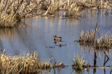 Eğil. Mavi kanatlı Teal. Doğal ortamda daha küçük Amerikan ördeği.