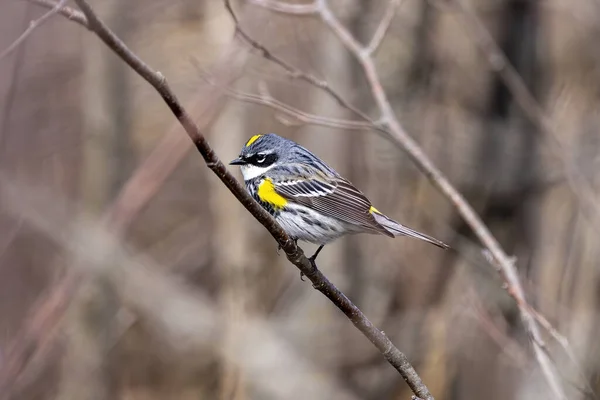 Varón Ruiseñor Amarillo Ave Migratoria Especies Aves Norteamericanas — Foto de Stock