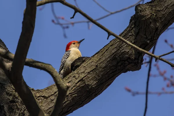 红腹啄木鸟 中型美洲啄木鸟 — 图库照片