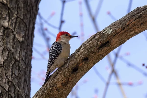 The red-bellied woodpecker - male.  Medium sized  American woodpecker.
