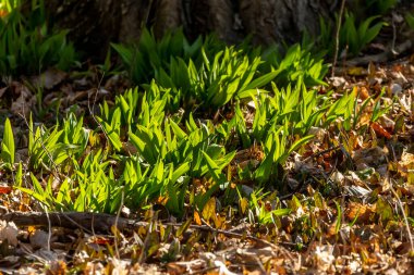 Wild Ramps - wild garlic ( Allium tricoccum), commonly known as ramp, ramps, spring onion,  wild leek, wood leek.  North American species of wild onion. in Canada, ramps are considered rare delicacies clipart