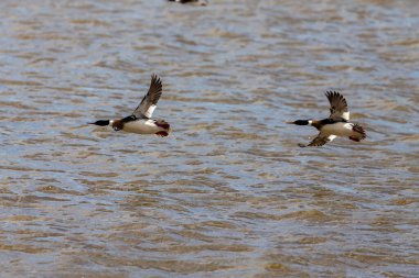 Erkek kırmızı göğüslü merganser uçuyor. - Merganser dalış yapan bir ördek. Michigan Gölü 'nün doğal manzarası..