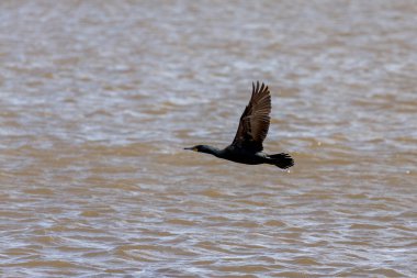 Kaçarken karabatak. Her bahar, büyük karabatak sürüleri yumurtlayan balıkları yakalamak için Michigan Gölü 'nün ağız nehirlerine uçarlar..
