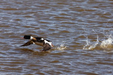 Erkek kırmızı göğüslü merganser uçuyor. - Merganser dalış yapan bir ördek. Michigan Gölü 'nün doğal manzarası..