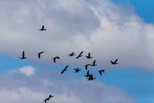 Skarv Flygning Varje Vår Flyger Stora Skarvar Till Michigansjöns Mynning — Stockfoto