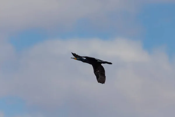 Cormorant Flight Every Spring Large Flocks Cormorants Fly Mouth Rivers — Stock Photo, Image