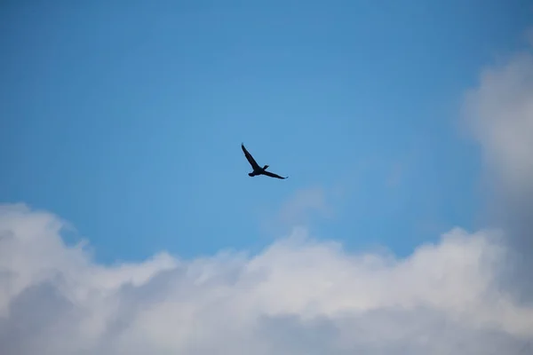 Cormorant Flight Every Spring Large Flocks Cormorants Fly Mouth Rivers — Stock Photo, Image