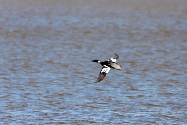 Male Red Breasted Merganser Flight Merganser Diving Duck Natural Scene — Stock Photo, Image