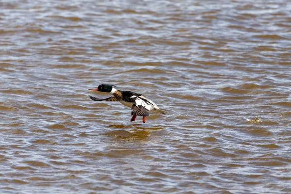 Férfi Vörös Mellű Merganser Repülés Közben Merganser Egy Búvárkacsa Természetes — Stock Fotó