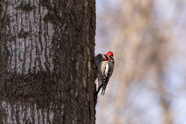  The yellow-bellied sapsucker (Sphyrapicus varius) is a medium-sized woodpecker that breeds in Canada and the north-northeastern United States. clipart