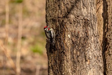  Sarı karınlı samur (Sphyrapicus varius), Kanada ve Amerika Birleşik Devletleri 'nin kuzeydoğusunda yetişen bir ağaçkakan türü..