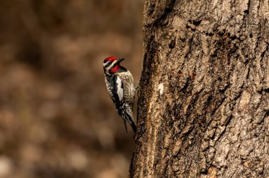  Sarı karınlı samur (Sphyrapicus varius), Kanada ve Amerika Birleşik Devletleri 'nin kuzeydoğusunda yetişen bir ağaçkakan türü..