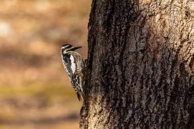  Sarı karınlı samur (Sphyrapicus varius), Kanada ve Amerika Birleşik Devletleri 'nin kuzeydoğusunda yetişen bir ağaçkakan türü..