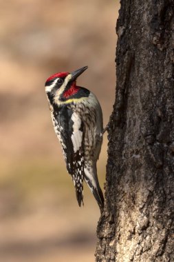  Sarı karınlı samur (Sphyrapicus varius), Kanada ve Amerika Birleşik Devletleri 'nin kuzeydoğusunda yetişen bir ağaçkakan türü..