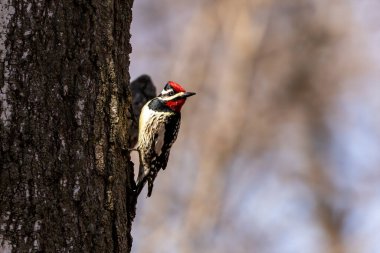  Sarı karınlı samur (Sphyrapicus varius), Kanada ve Amerika Birleşik Devletleri 'nin kuzeydoğusunda yetişen bir ağaçkakan türü..
