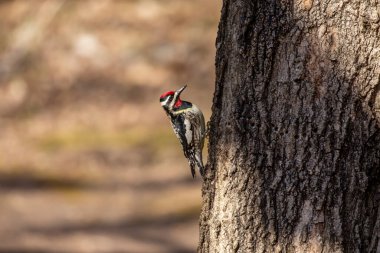  Sarı karınlı samur (Sphyrapicus varius), Kanada ve Amerika Birleşik Devletleri 'nin kuzeydoğusunda yetişen bir ağaçkakan türü..