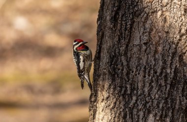  Sarı karınlı samur (Sphyrapicus varius), Kanada ve Amerika Birleşik Devletleri 'nin kuzeydoğusunda yetişen bir ağaçkakan türü..