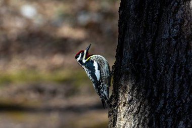  Sarı karınlı samur (Sphyrapicus varius), Kanada ve Amerika Birleşik Devletleri 'nin kuzeydoğusunda yetişen bir ağaçkakan türü..