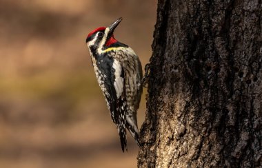  Sarı karınlı samur (Sphyrapicus varius), Kanada ve Amerika Birleşik Devletleri 'nin kuzeydoğusunda yetişen bir ağaçkakan türü..