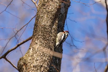  Sarı karınlı samur (Sphyrapicus varius), Kanada ve Amerika Birleşik Devletleri 'nin kuzeydoğusunda yetişen bir ağaçkakan türü..