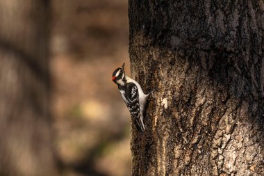  Sarı karınlı samur (Sphyrapicus varius), Kanada ve Amerika Birleşik Devletleri 'nin kuzeydoğusunda yetişen bir ağaçkakan türü..