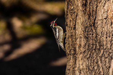  Sarı karınlı samur (Sphyrapicus varius), Kanada ve Amerika Birleşik Devletleri 'nin kuzeydoğusunda yetişen bir ağaçkakan türü..