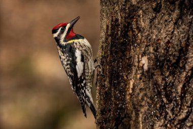  Sarı karınlı samur (Sphyrapicus varius), Kanada ve Amerika Birleşik Devletleri 'nin kuzeydoğusunda yetişen bir ağaçkakan türü..