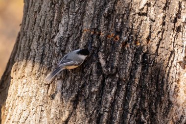 Siyah başlıklı Chicadee. İlkbaharda ağaçkakanlar, tatlı özsuyunun aktığı ağaçta delikler açarlar. Diğer kuşlar da bu tatlı özsuyu içerek bu yerlere uçarlar.