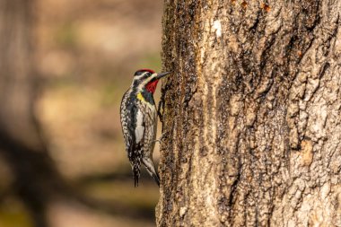  Sarı karınlı samur (Sphyrapicus varius), Kanada ve Amerika Birleşik Devletleri 'nin kuzeydoğusunda yetişen bir ağaçkakan türü..