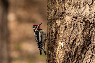  Sarı karınlı samur (Sphyrapicus varius), Kanada ve Amerika Birleşik Devletleri 'nin kuzeydoğusunda yetişen bir ağaçkakan türü..