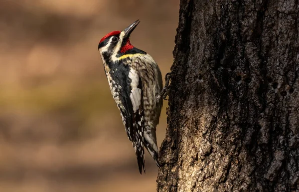  Sarı karınlı samur (Sphyrapicus varius), Kanada ve Amerika Birleşik Devletleri 'nin kuzeydoğusunda yetişen bir ağaçkakan türü..